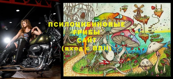 сатива Россошь